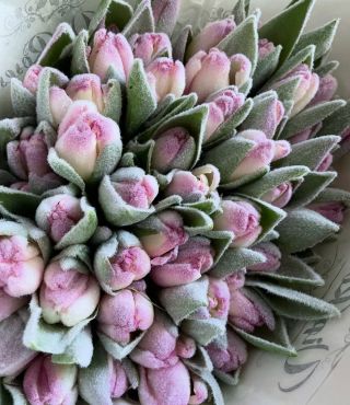 Zimní něha💕překrásné zimní tulipány😍